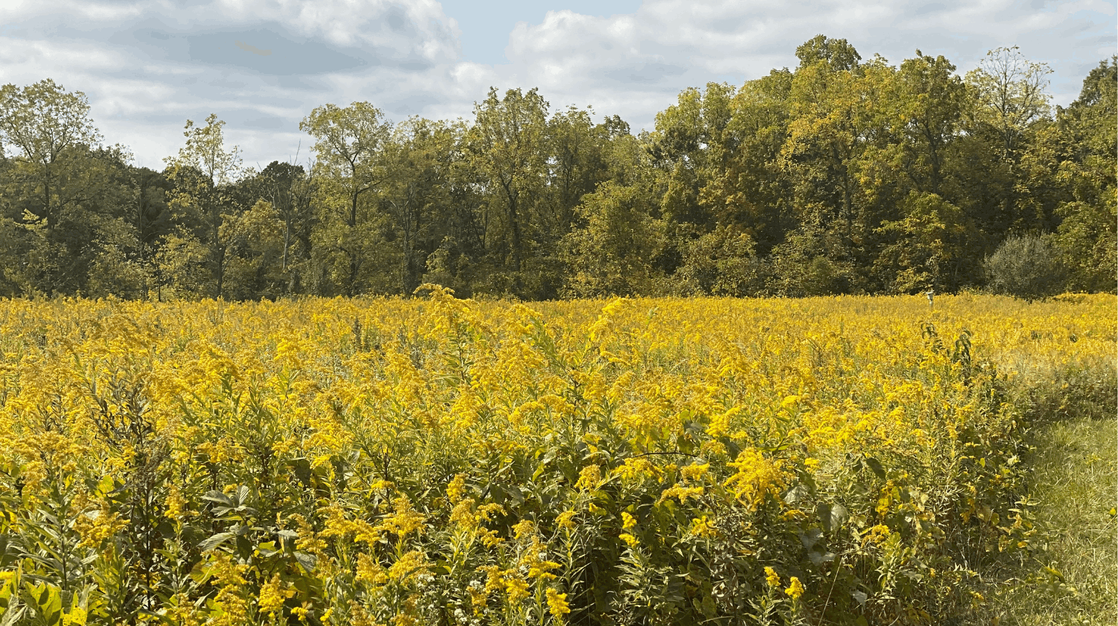Highbanks Metro Park spring Delaware County Ohio river bluffs and green trees