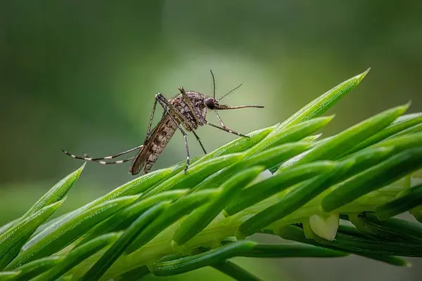 Braving the Buzz: Your Ultimate Guide to Mosquitoes in Central Oregon's High Lakes