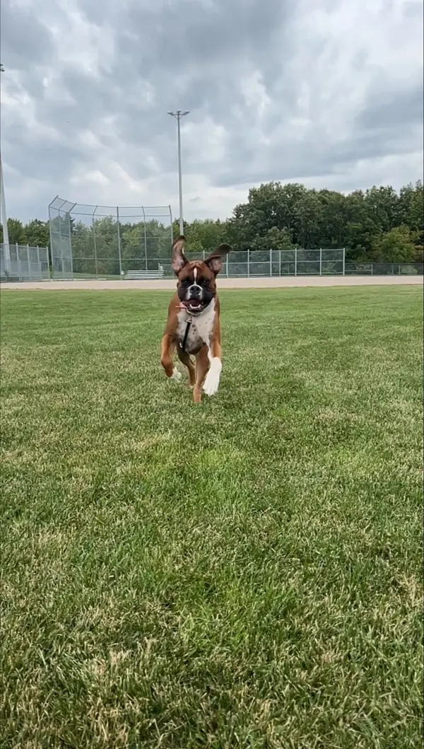 Milton, Ontario's Best Dog Parks, Pet Shops & Daycares