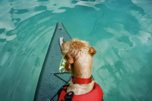 SUP with your Pup! A dog friendly event!