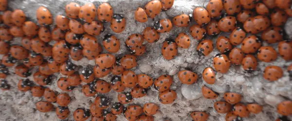 What to Do If Your New Hampshire Home Is Overrun With Asian Lady Beetles (Yes, Those “Ladybugs”),Christina Marmonti