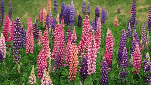 June in New Hampshire Is Something Special and Lupine Season Proves It
