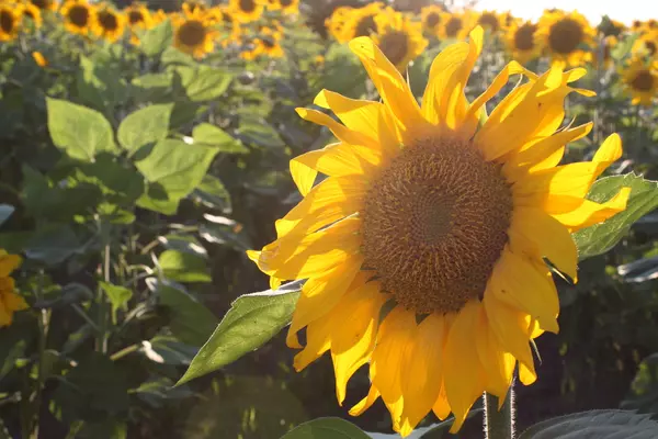 Altona Sunflower Festival
