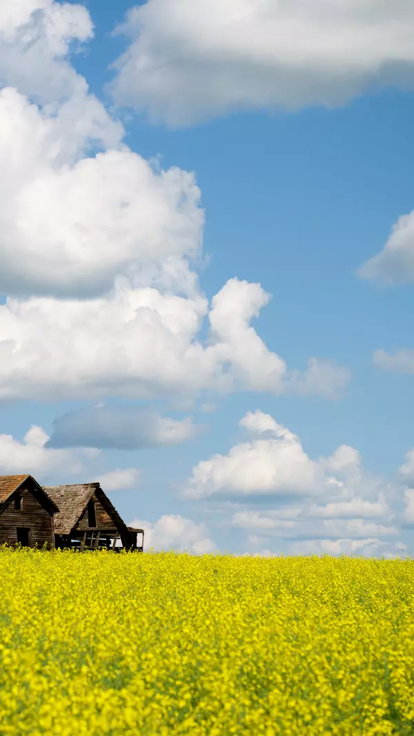 Canola fields and old barns in Southern Manitoba