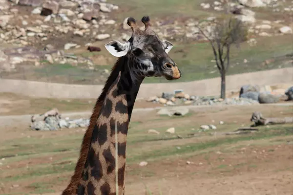 Exploring the San Diego Zoo Safari Park: An Immersive Wildlife Adventure in North County