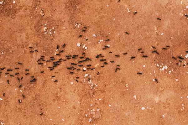 Why Quarterly Pest Inspections Are Essential—For Your Home and Your Rentals