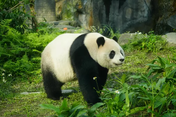 Exploring the San Diego Zoo: Wildlife, Conservation, and Family Fun for All Ages