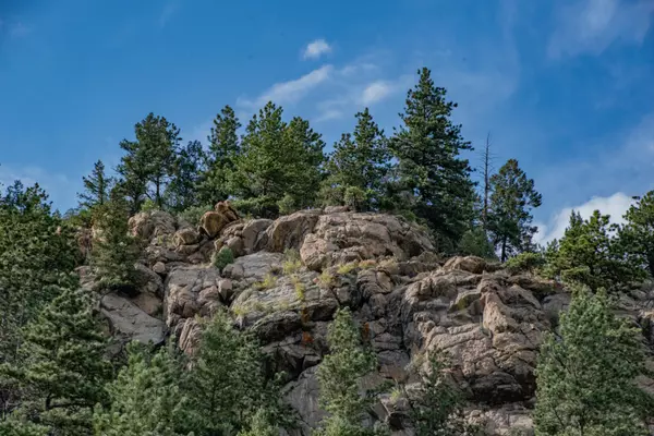 Living in Pine Valley, California