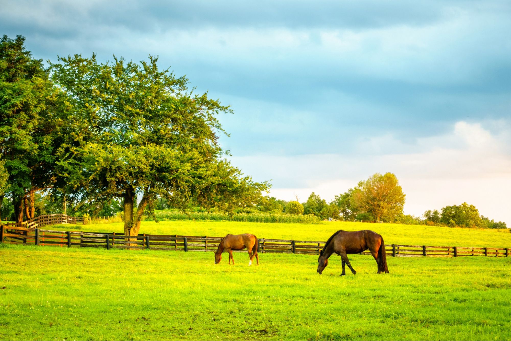 Shelley Horse Properties for Sale