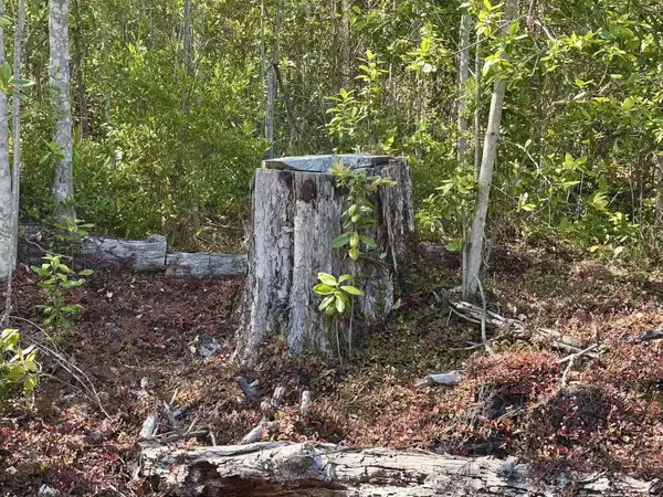 OHIA DR, Ocean View, HI 96737