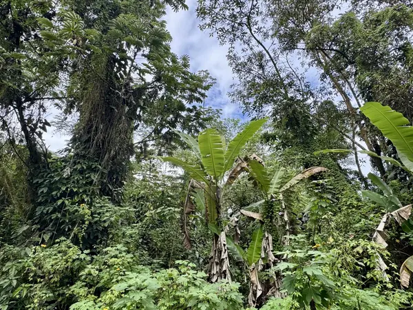 PIKAKE RD, Pahoa, HI 96778