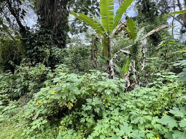 PIKAKE RD, Pahoa, HI 96778
