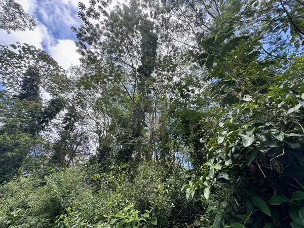 PLUMERIA RD, Pahoa, HI 96778