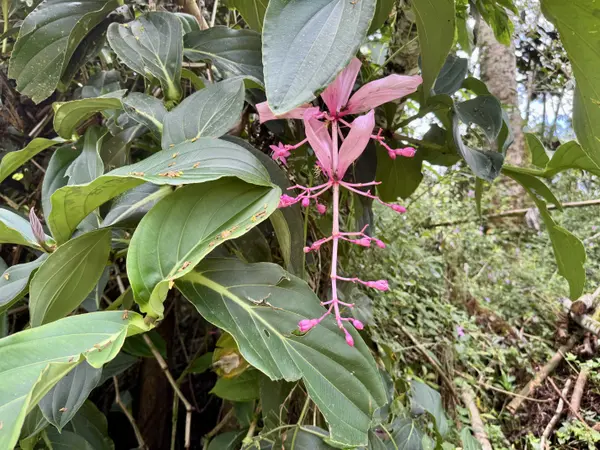 PLUMERIA RD, Pahoa, HI 96778