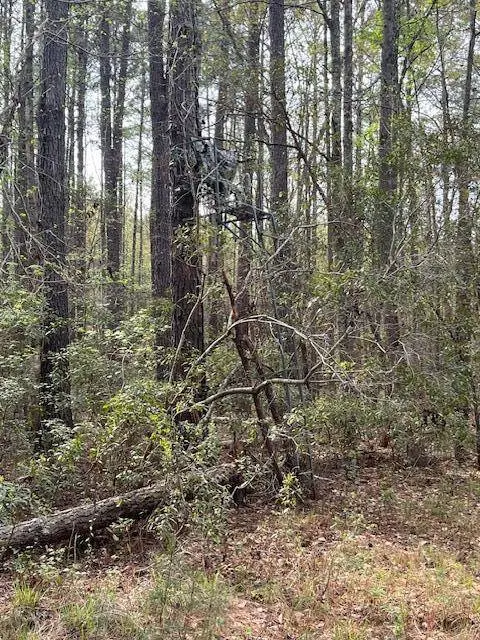 0 Palm St, Reevesville, SC 29471