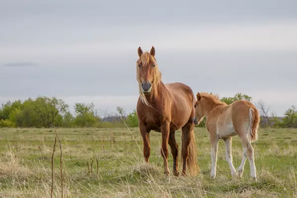 Equestrian