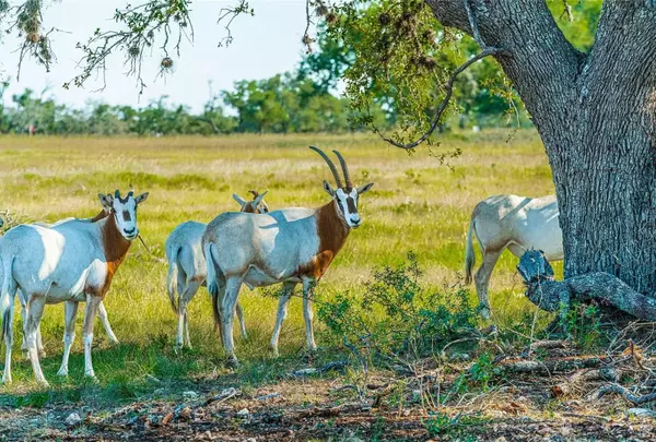 Blanco, TX 78606,E Starview Cv #Lot 168