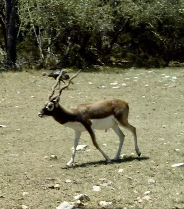 Mountain Home, TX 78058,N US Highway 83 #50