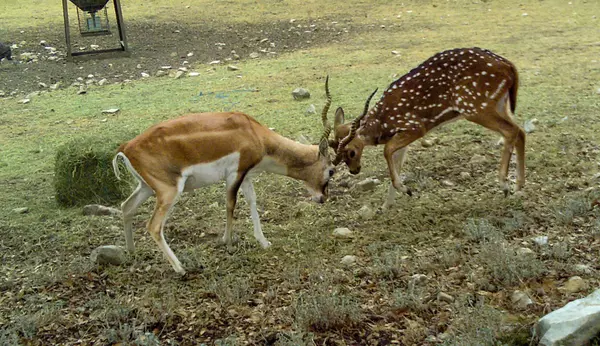 Kerr County Mountain Home, TX,1272 Acres US-83