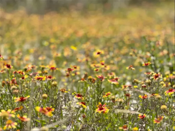 Unit 4 Private Rd 2771, Texas 78056,LOT 2