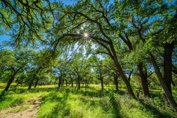 Johnson City, TX 78636,Ligon Smith Ln #0