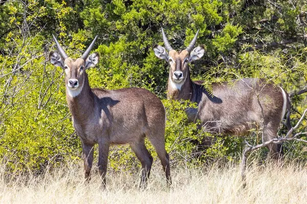 3021 Fm-1689, Comanche, TX 76442