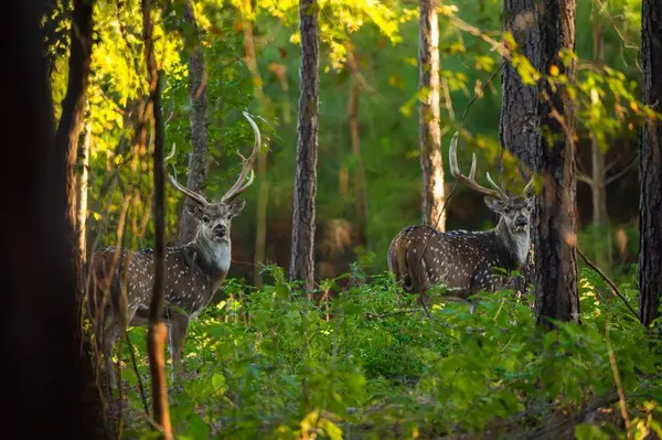 10326 County Road 3112 N, Kilgore, TX 75662