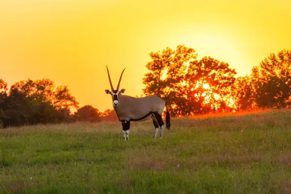 10326 County Road 3112 N, Kilgore, TX 75662