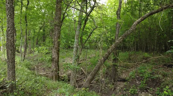 0000 County Road 4806, Commerce, TX 75428