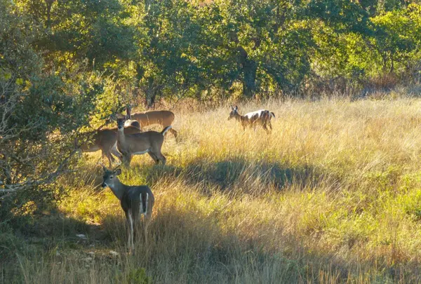 Mustang Springs Ranch,