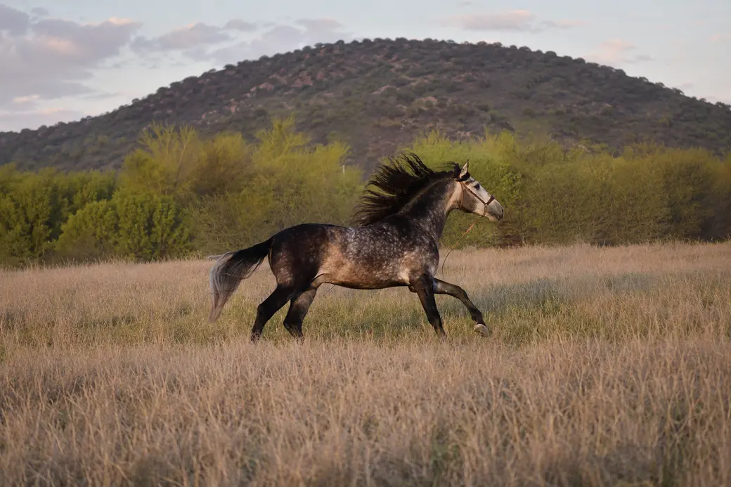 Horse Properties for Sale in Texas - Horse Ranches Texas 
