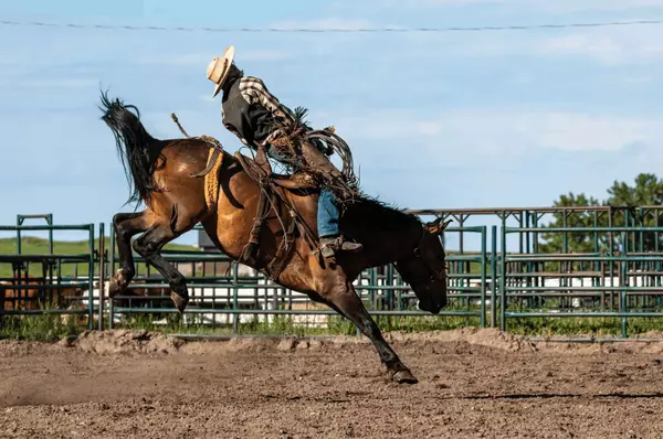 Stampede fever? Here are some of the best rodeos you can check out in Alberta