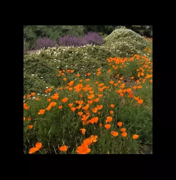 feature image of Landscape Design with a Purpose