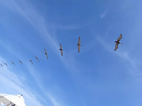 Pelicans flying in a row