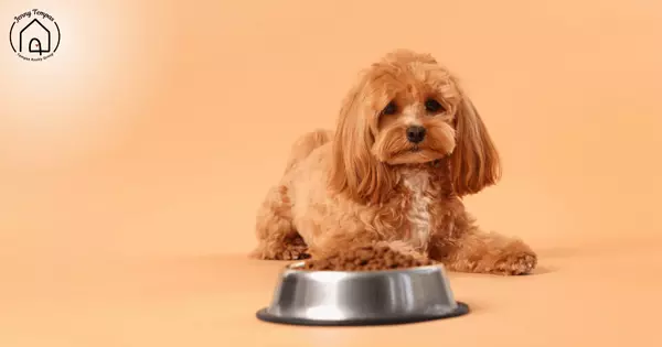 How to Build a Pet Feeding Station at Home