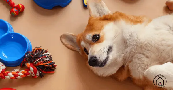 Practical Storage Tips for Everyday Pet Care