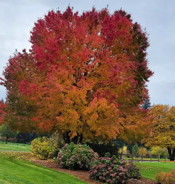 Relocating to Clark County, WA: Your Friendly Guide to Vancouver, Orchards, Felida, Battle Ground, and Salmon Creek
