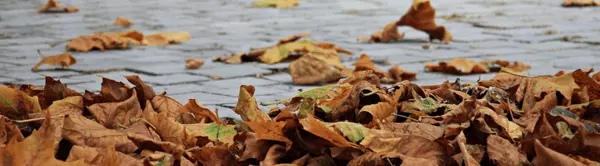 What to See, Eat & Celebrate This Fall in Greater Boston