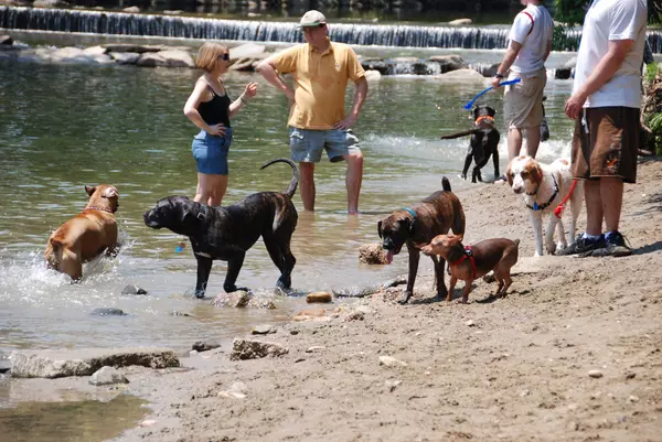 5 Pet Friendly Places in Arlington, VA