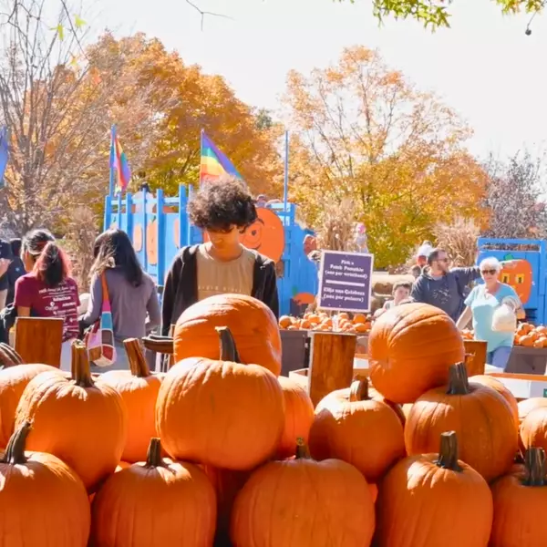 Pumpkin Patches and Apple Picking Near Arlington, VA