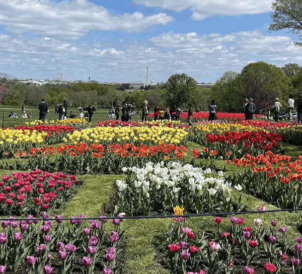 Tulip Festival | Apr 11