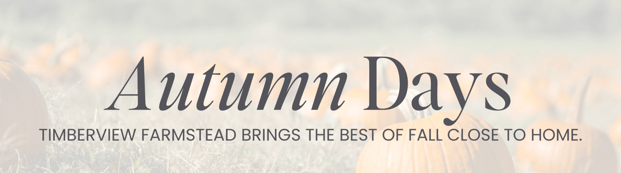 Fall Focus: Timberview Farmstead Pumpkin Patch - Amanda Ryan - On ...