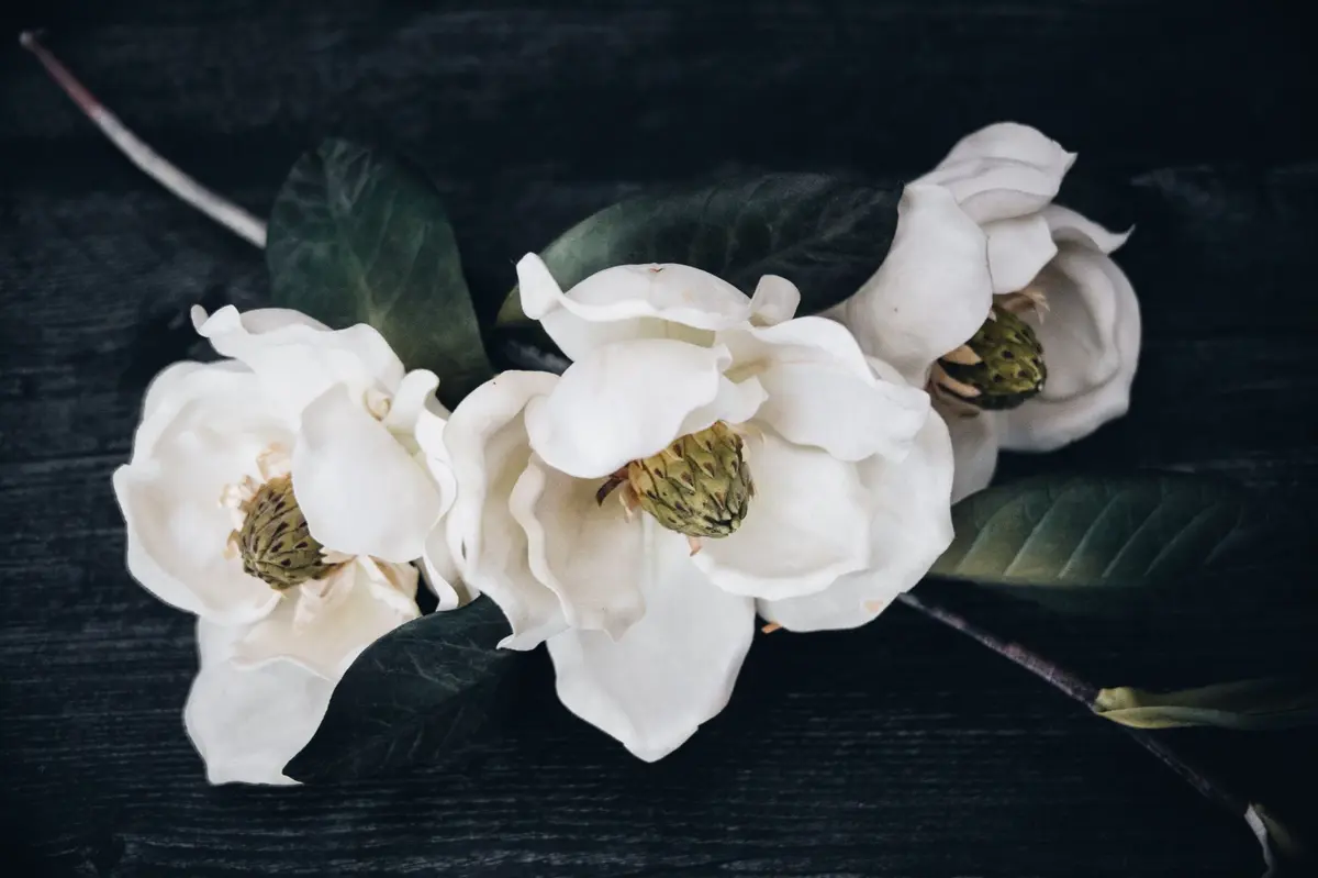 magnolia-blossoms-contrast-against-a-dark-moody-ba-2023-11-27-05-25-07-utc