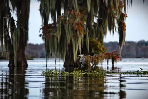beautiful-view-of-the-cypress-swamps-usa-2023-11-27-05-10-25-utc