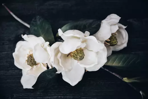 magnolia-blossoms-contrast-against-a-dark-moody-ba-2023-11-27-05-25-07-utc