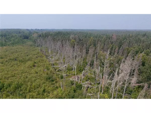 TBD 40 Acres Sunflower, Woodrow Twp, MN 56650