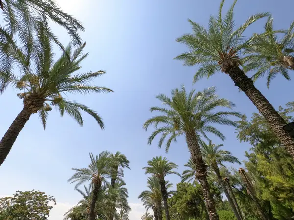 PGA Commons Palm Beach Gardens: Walkable Shopping, Dining & Lifestyle Hub,David Cohn