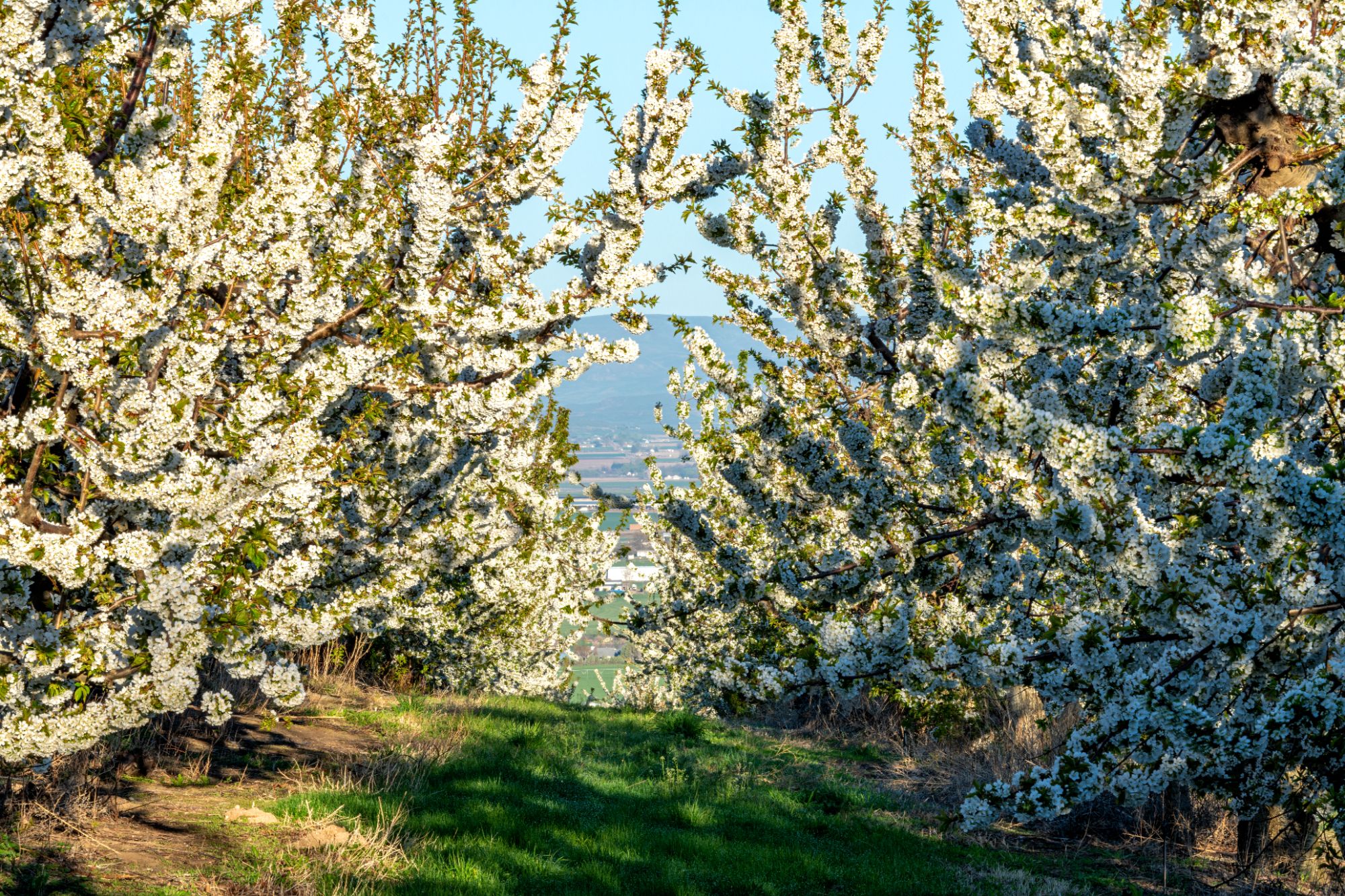 Emmett Idaho Cherry Trees
