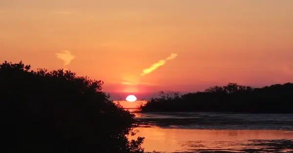 Sunset over mangroves