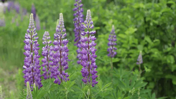 feature image of A Guide to Invasive Plants in Vermont